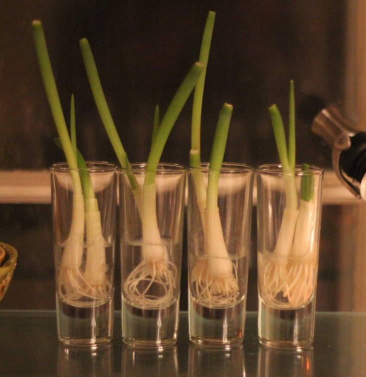 Don't throw away your scallion roots!